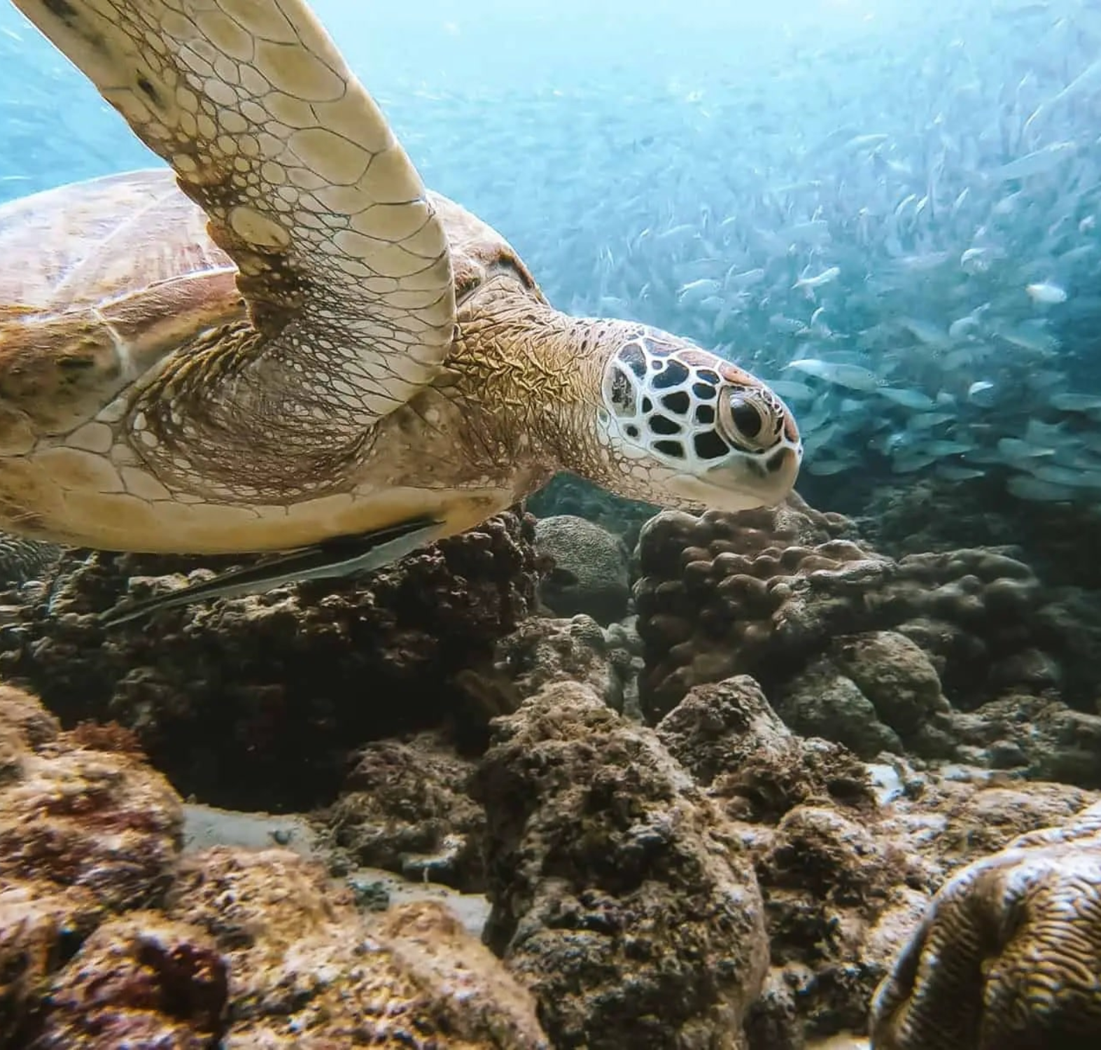 Sardine Run, Turtle Chasing, Kawasan Falls, and Canyoneering