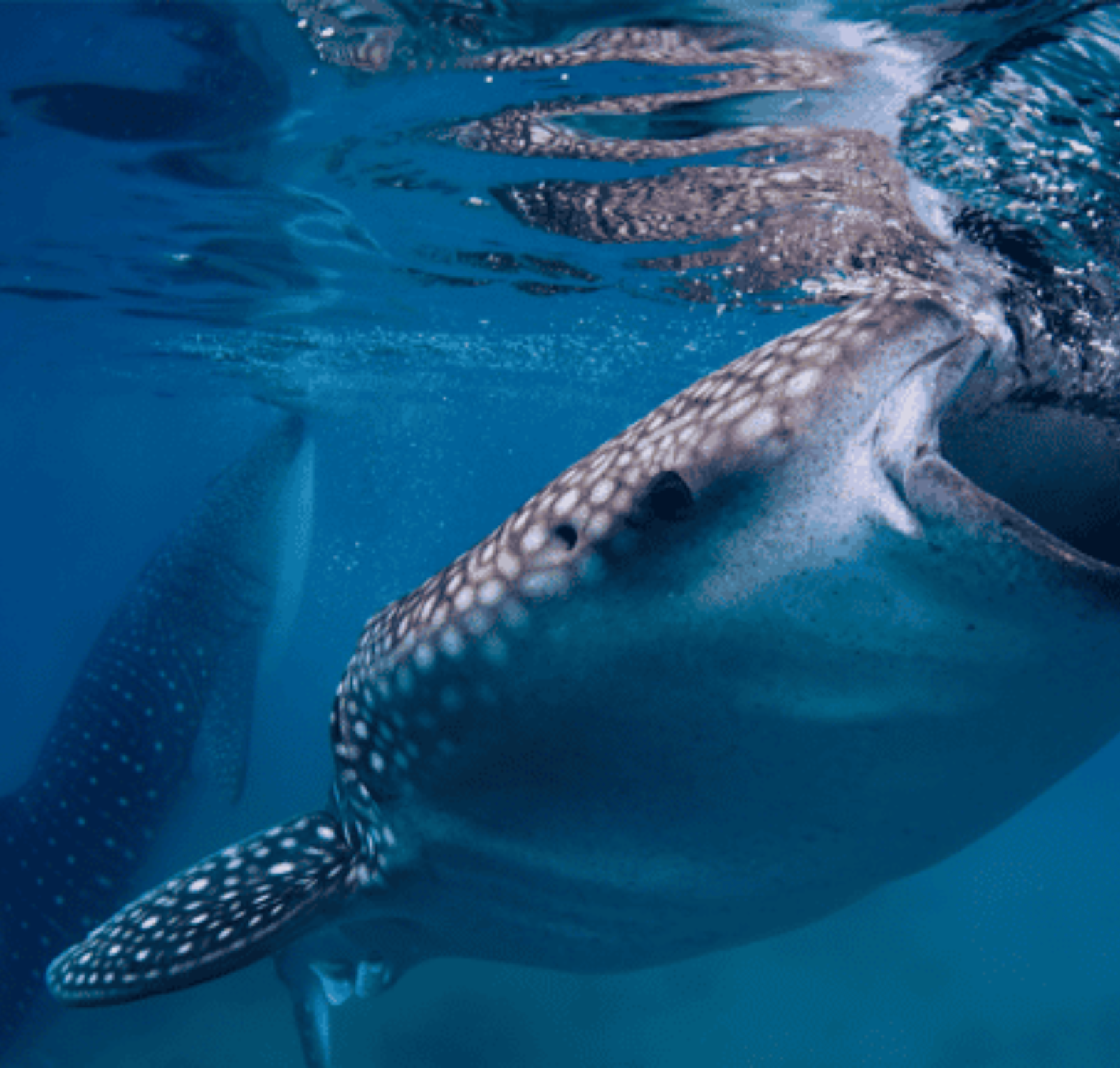 Whale Shark, Tumalog Falls & Cuartel Ruins